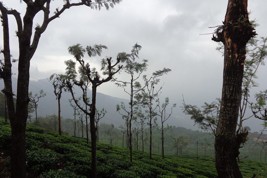 Tea garden ooty nilgiris, india
